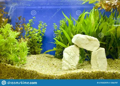 аквариум под водой закрыть фоновый дизайн Стоковое Фото - изображение  насчитывающей жизнь, свеже: 219322976