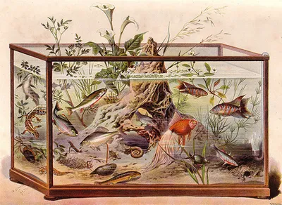 Дизайн аквариумов 25 лет назад и сегодня