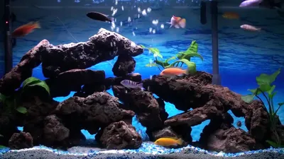 Освещение аквариума — потребность питомцев